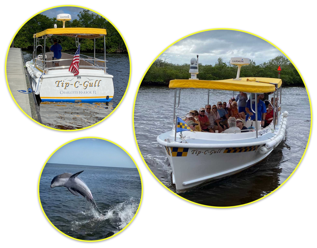 Tip-C-Gull Water Taxi and a Dolphin